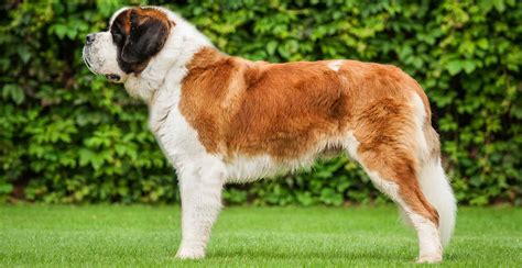 saint bernard dog breed information  ultimate guide breed advisor