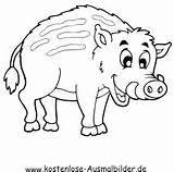 Wildschwein Ausmalbilder Schweine Ausmalbild Klicke Auszudrucken sketch template