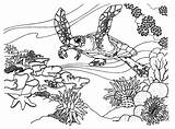 Reef Coloring Coral Pages Ecosystem Barrier Great Fish Ocean Drawing Color Desert Reefs Clipart Easy Colouring Kids Printable Drawings Animals sketch template