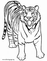 Coloring Tiger Wild Tigers Roaring Printable Big Colouring sketch template