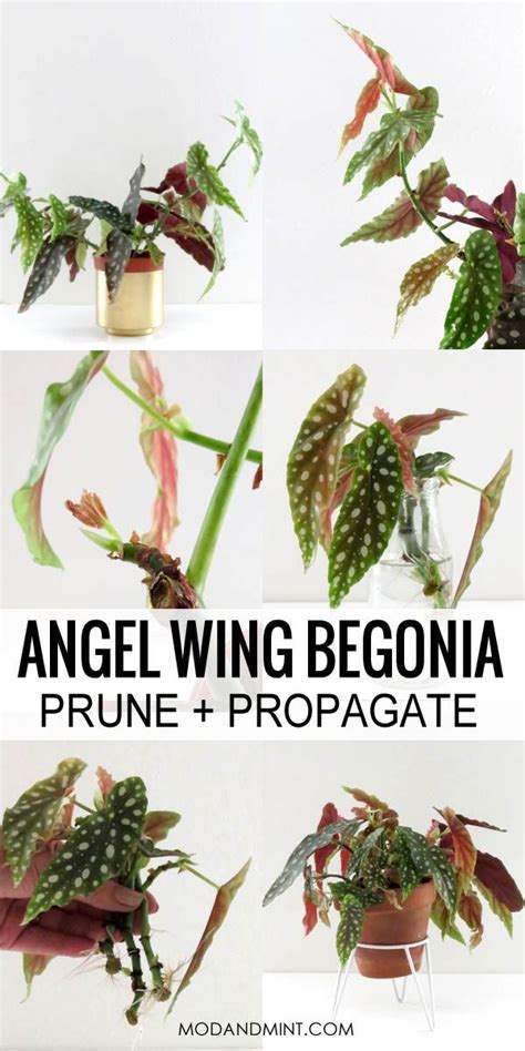 indoor plant care   prune  propagate  angelwing begonia