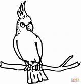 Coloring Breasted Nuthatch Red Cockatoo Designlooter Rose 81kb 1200px 1145 sketch template