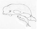 Beluga Coloring Endangered Quoteko Orca Designlooter sketch template