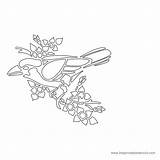 Bird Printable Stencil Library Clipart Line Popular Coloring sketch template