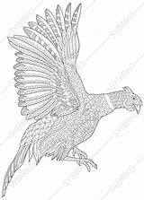 Pheasant Pheasants sketch template