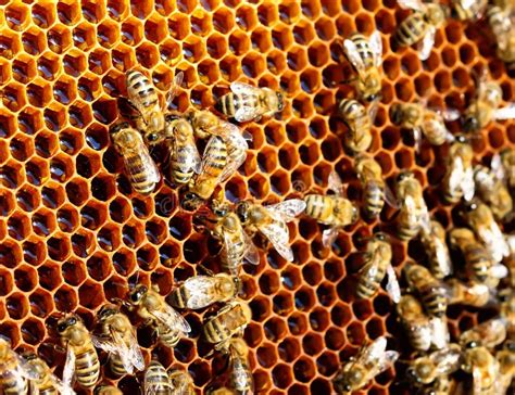de bijen  de bijenkorf zetten nectar  honing om bijenteelt stock foto image  gezond