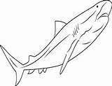 Tigerhai Taucht Ausmalen Ausmalbild Ausdrucken Ausmalbilder Zeichnen Haie Auswählen sketch template