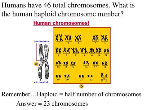 Ppt Chromosomes Powerpoint Presentation Free Download Id 6716387