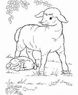 Sheep Coloring Baby sketch template