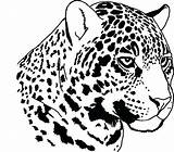 Jaguar Coloring Pages Jaguars Jacksonville Animal Head Getcolorings Printable Color Getdrawings Drawing Template sketch template