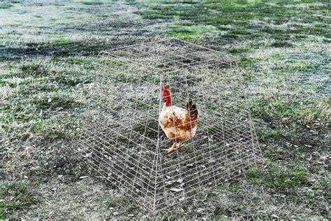 pack metal filipino pyramid chicken coop breeding cage galvanized drop pens  favorite chicken