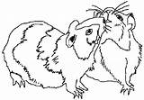 Cochon Dinde Hamster Guinea Pigs Inde Dessins Coloriages Colorier Encequiconcerne Greatestcoloringbook Ko sketch template