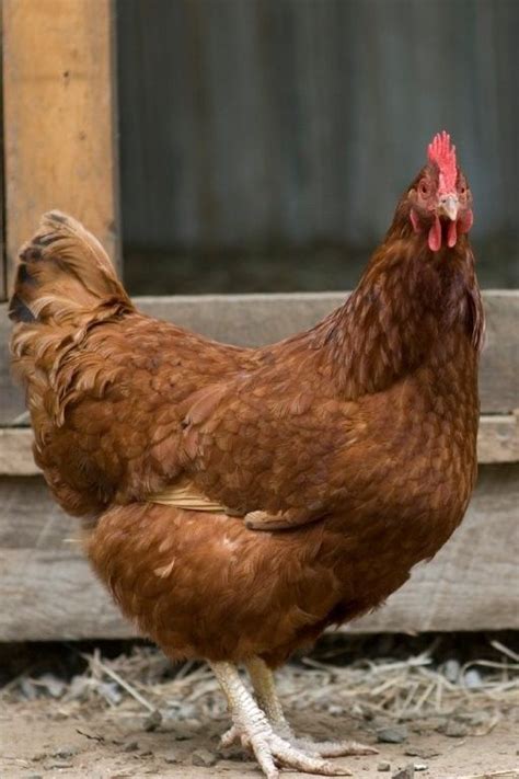 17 Best Images About Chickens On Pinterest Plymouth