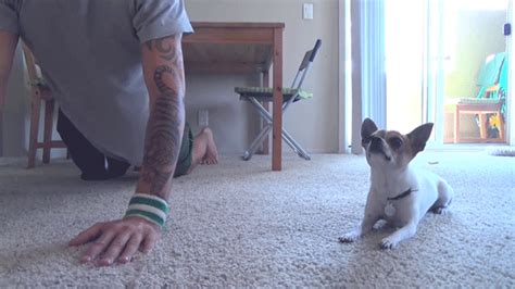 video chihuahua doing yoga with owner