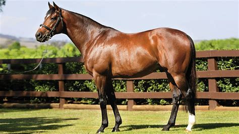 thoroughbred horse breed information history  pictures