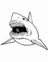 Coloring Shark Great Pages Printable Kids Print Sharks Animal Colouring Sheets Drawing Color Clipart Cliparts Tooth Megalodon Sea Teeth Draw sketch template
