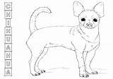 Chihuahua Coloring Pages Coloringway sketch template