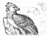 Eagle Harpy Hawk Coloringsun sketch template