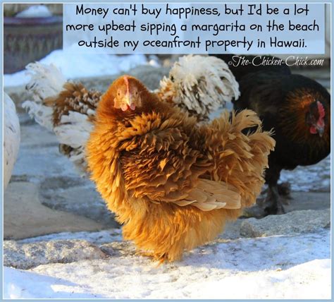 winter chicken care mistakes  avoid  chicken chick