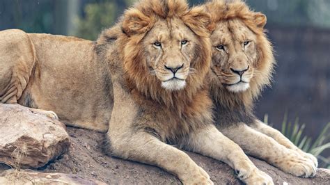 big lions  lying   rock  blur background hd animals