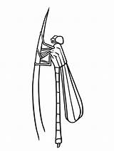 Damselfly Coloring Pages Dragonfly Printable Pingu Color Drawings 33kb 1024px Popular sketch template