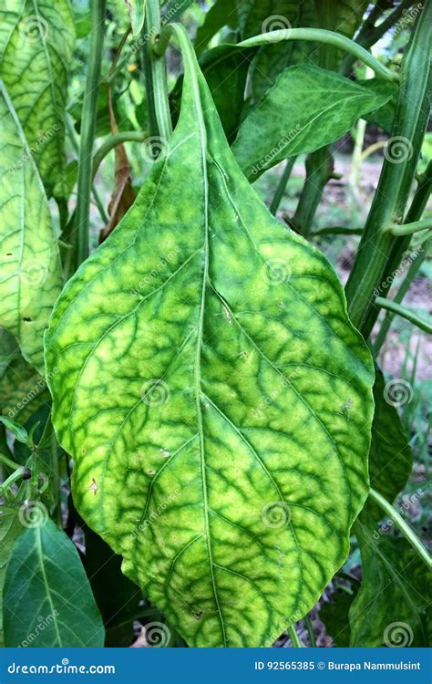 Virus Pepper Stock Image Image Of Mild Pepper Leaves 92565385