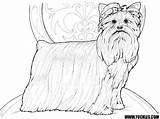 Coloring Yorkshire Terrier Pages Yorkie Yuckles Dog Shirts Available Kids Dogs sketch template