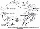 Cerevisiae Saccharomyces Antibody Probiotic Healthjade sketch template
