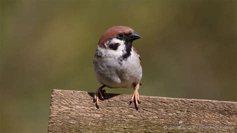 eurasian tree sparrow john caddick john caddick