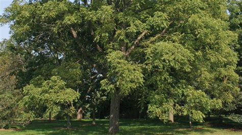 many plants die when grown near black walnut trees these are the ones