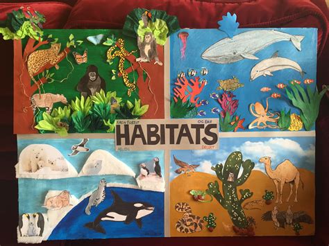 animal habitat animal habitats habitats school projects