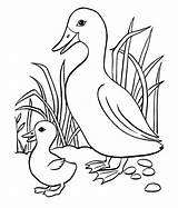 Ducks sketch template