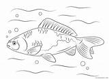 Crucian Coloring4free Ikan Mewarnai 1350 Koki sketch template