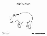 Tapir Coloring Exploringnature sketch template
