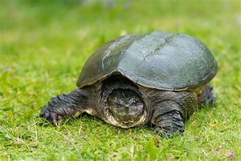 native turtle species   find  michigan petdt