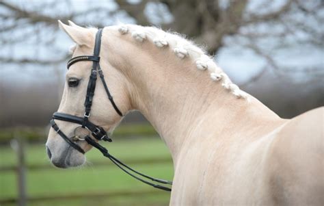 star ii duitse rijpony hengst palomino   pretty horses beautiful horses horse