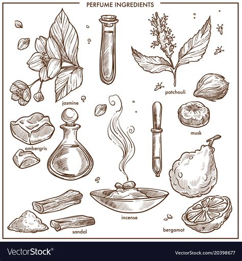 perfume natural organic ingredients isolated vector image