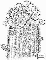 Prickly Cactus Pear Drawing Getdrawings sketch template