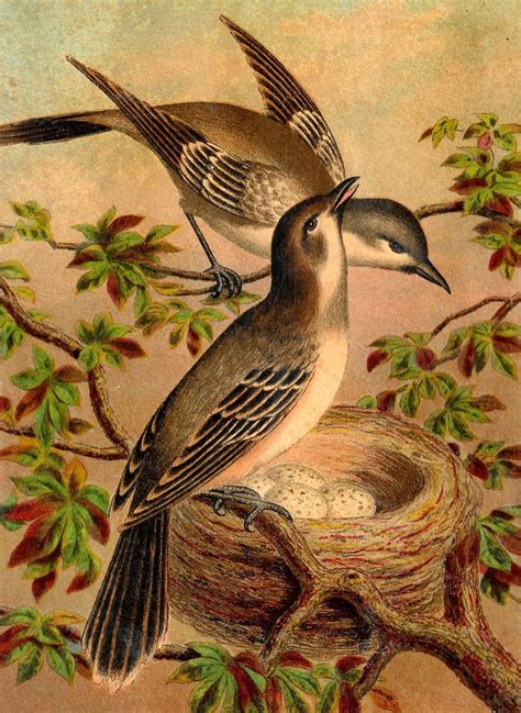 antique images antique bird print bird prints bird artwork prints