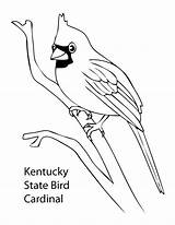 Coloring Pages Cardinal State Bird Kentucky Birds Drawing Colorado Football Cardinals Feather Ohio Printable Dodgeball Derby Logo Getcolorings Louis St sketch template