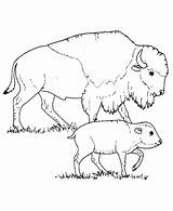 Bison Buffalo Sheets Maternelle Coloringhome sketch template