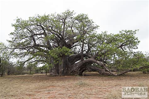 sagole big tree giant in venda baobab