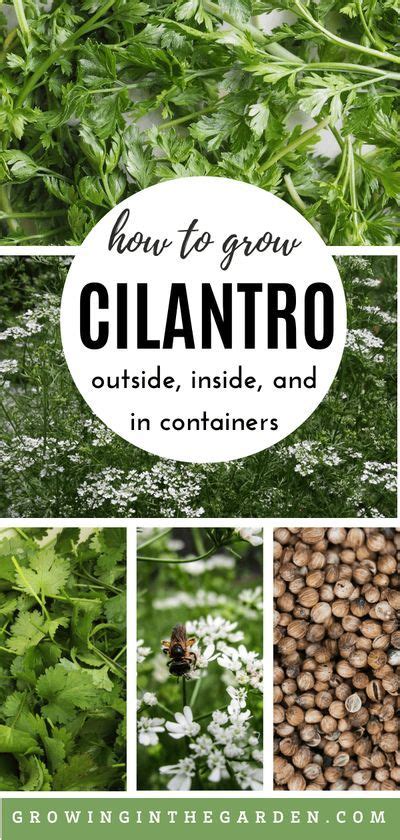 growing cilantro outdoors grow cilantro indoors cilantro growing