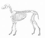 Dog Skeleton Anatomy Drawing Animation Animal Sketch Bones Where Meets Pose Muscles Getdrawings Paintingvalley Ellenberger Study sketch template