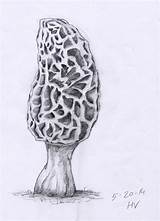 Morel Mushroom Drawing Paintingvalley Drawings sketch template