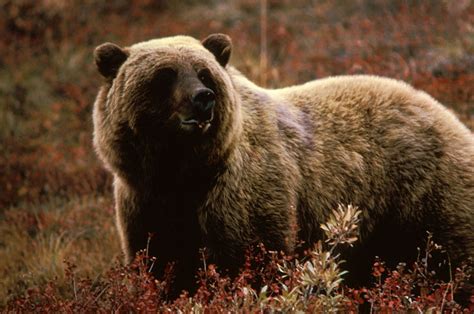 top  powerful predators grizzly bear
