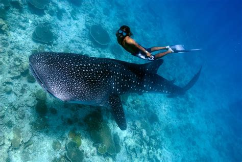 fun facts  whale sharks