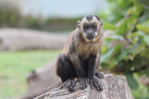 monos de  especies de diversos paises alberga parque de las leyendas noticias agencia