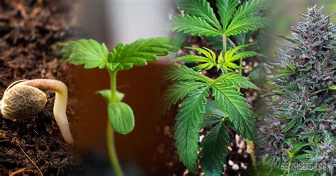 der lebenszyklus von cannabis vom samen bis zur ernte sensi seeds