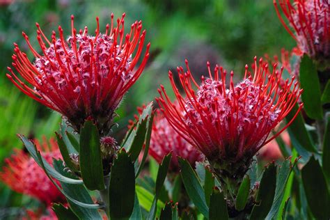 protea protea flower trees  plant protea
